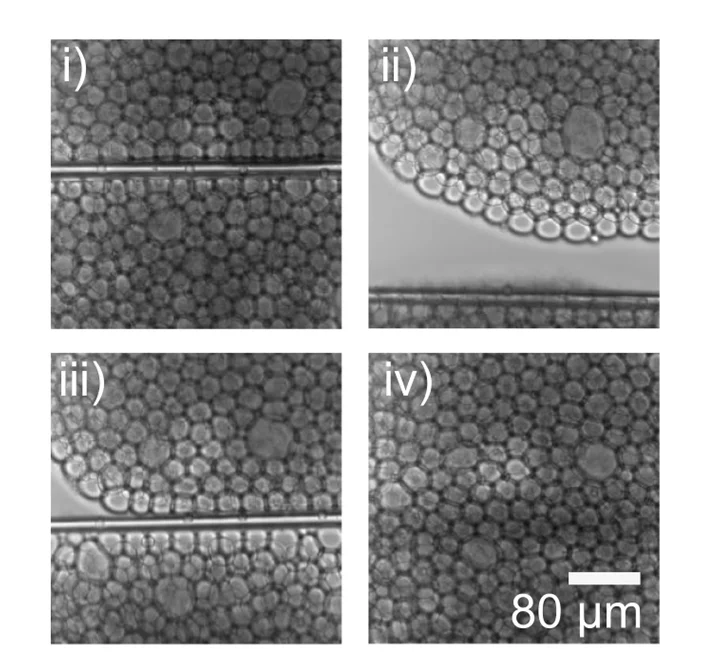 Open access visualization of Microscopy, Remodeling, Mechanical Loading, Scission, Defect
