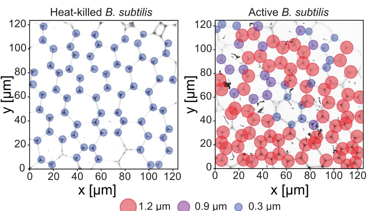 Open access visualization of Microscopy, Scatter Plot, Network, Spatial Mapping, Vertex Displacement