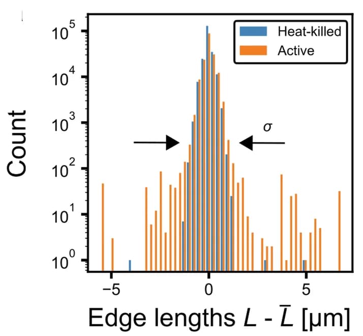 Open access visualization of Bar Plot, Clustered, Histogram, Edge Lengths, Active Bacteria