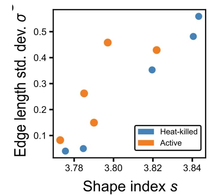 Open access visualization of Scatter Plot, Standard Deviation, Shape Index, Active Bacteria, Heat-Killed Bacteria