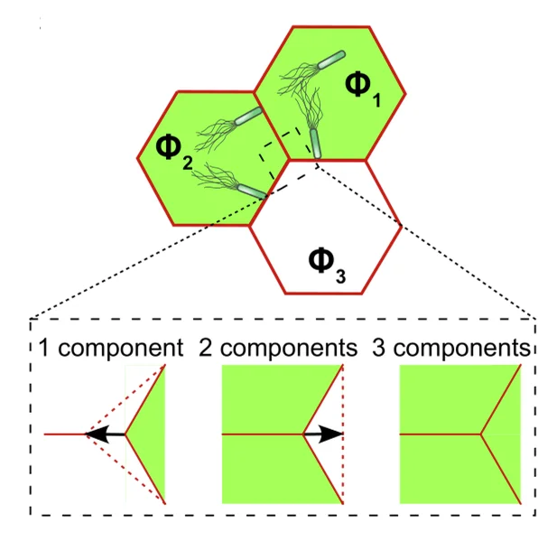 Open access visualization of Illustration, Workflow, Bacterial Swimmers, Elastic Lattice, Vertex Displacement