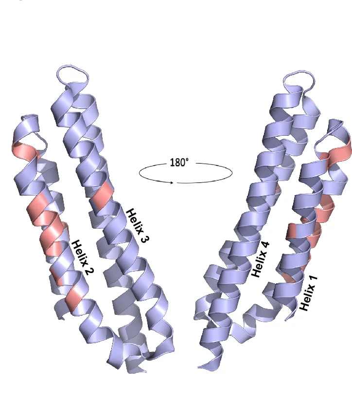 Open access visualization of Protein Structure, Molecular Model, PDB ID: 1OW8, LD2 Binding Surfaces, FAT