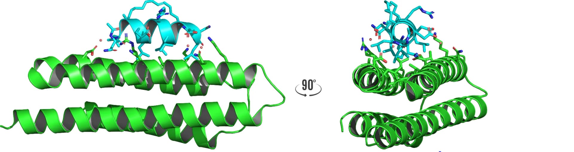 Open access visualization of Protein Structure, 3D Plot, Chemical Structure, Peptide, FAK FAT Domain