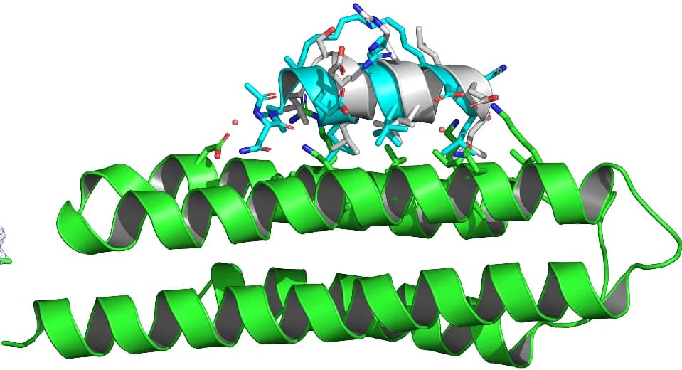 Open access visualization of Protein Structure, Chemical Structure, Structural Superimposition, FAK FAT Domain, Peptide