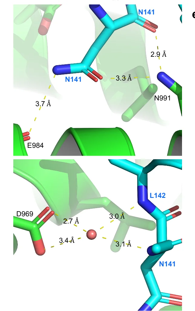 Open access visualization of Protein Structure, Chemical Structure, Hydrogen Bonding, FAK FAT Domain, Peptide
