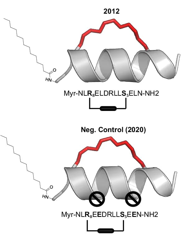 Open access visualization of Protein Structure, Chemical Structure, Peptide, Stapled Peptide, Myristoyl Group