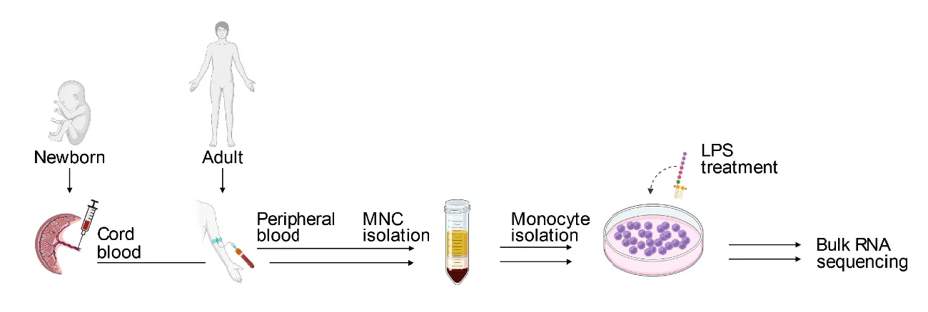 Open access visualization of Workflow, Illustration, Blood Samples, Newborns, Adults