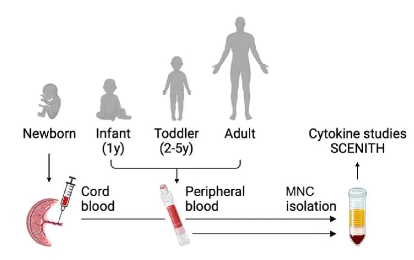 Open access visualization of Workflow, Flowchart, Illustration, Blood Samples, Newborns