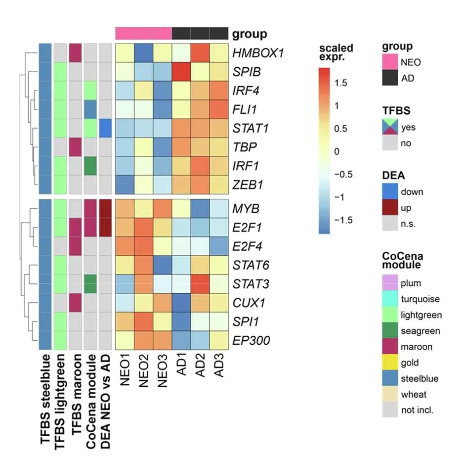 Open access visualization of Heatmap, Clustered, Transcription Factors, TFBS Overrepresentation Analysis, Regulators