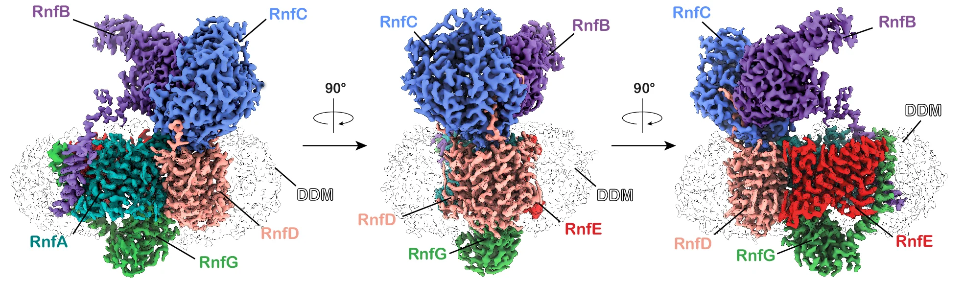 Open access visualization of Protein Structure, Cryo-EM, Density Map, Rnf Complex, Subunits