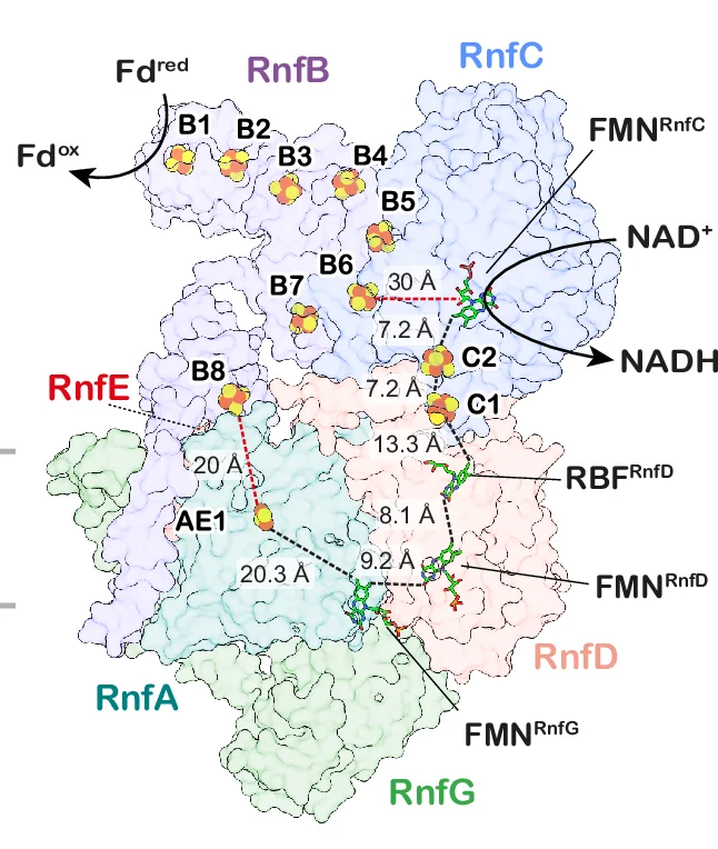 Open access visualization of Protein Structure, Rnf Complex, Cofactors, FeS Clusters, Distances