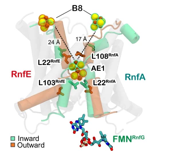 Open access visualization of Protein Structure, Chemical Structure, RnfA/E, MD Simulations, Inward Conformation