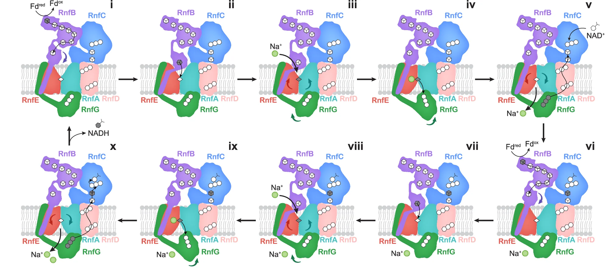 Open access visualization of Workflow, Illustration, Redox, Na+ Translocation, Electron Transfer