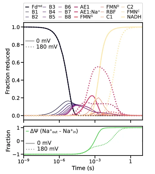 Open access visualization of Line Plot, Error Bars, Kinetic Simulations, Redox-Driven Na+ Translocation, SMF