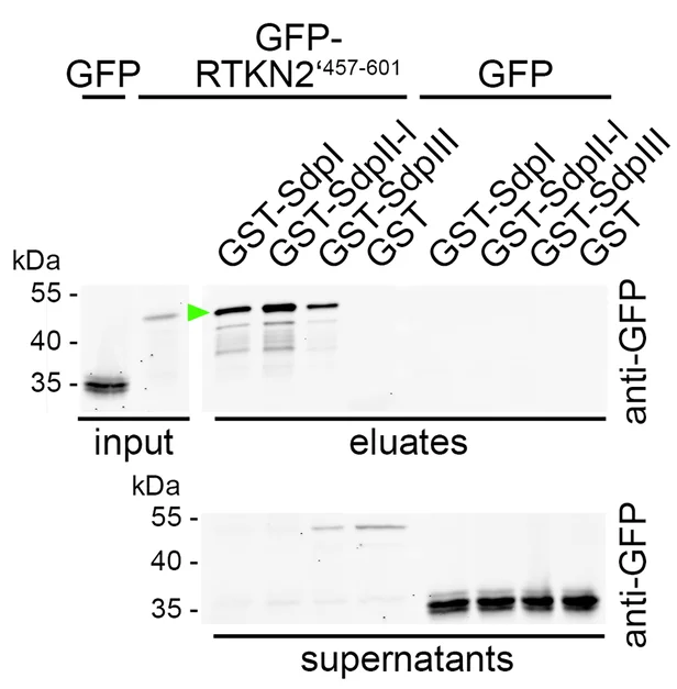 Open access visualization of Gel, Immunoblotting Analyses, Coprecipitations, GFP-RTKN2, GST-Syndapin