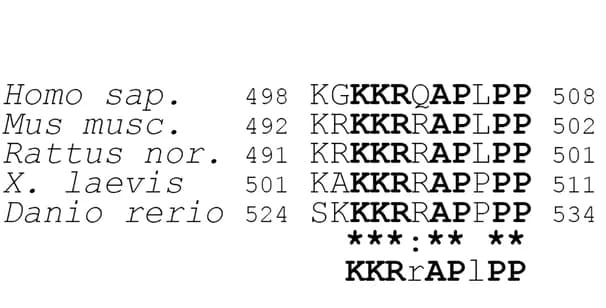 Open access visualization of Table Image, Rhotekin2 Proteins, Vertebrates, KRAP Motif, Sequence Alignment