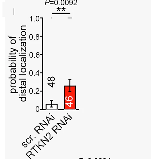 Open access visualization of Bar Plot, Error Bars, RNAi, RTKN2 RNAi, Distal Positions