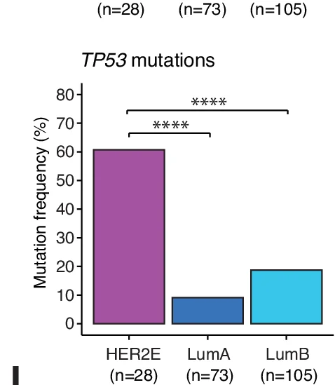 Open access visualization of Bar Plot, Mutation Frequencies, TP53