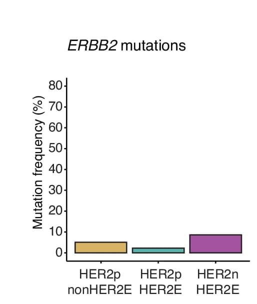 Open access visualization of Bar Plot, Mutation Frequencies, ERBB2, Amplifications