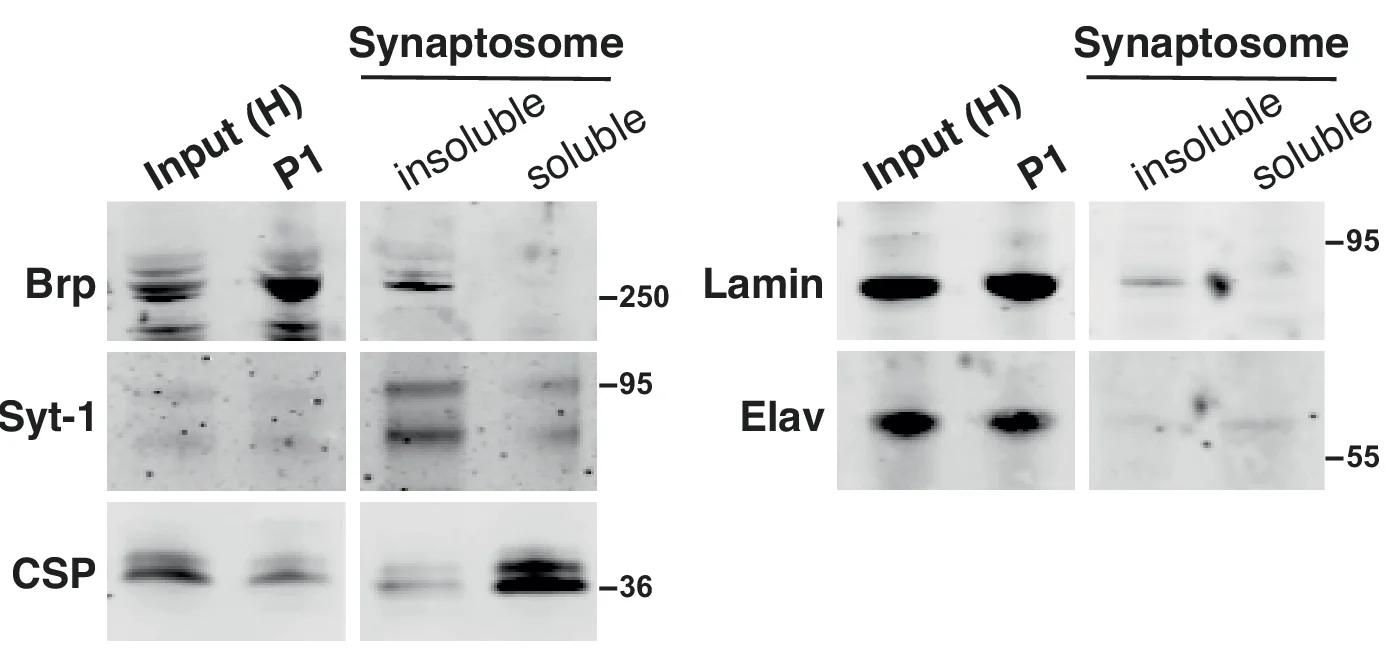 Open access visualization of Gel, Western Blot, Head Lysates, Synaptosome, Bruchpilot