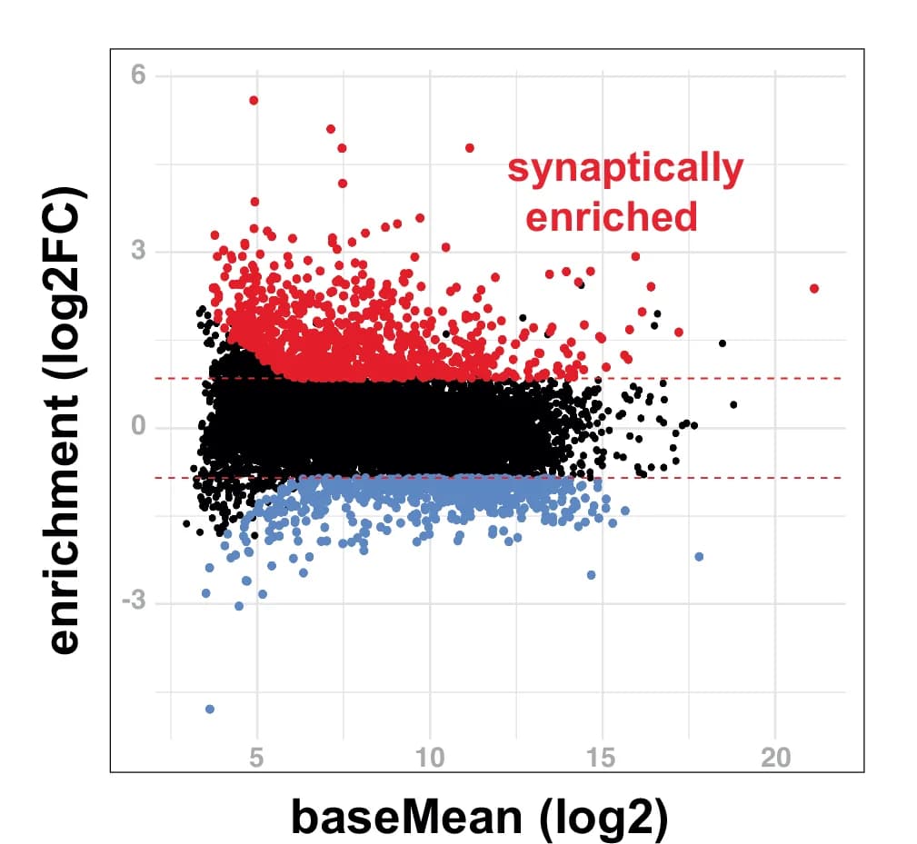 Open access visualization of Scatter Plot, Volcano Plot, MA-Plot, Abundance, Synaptosome Enrichment