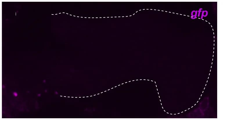 Open access visualization of Microscopy, smFISH Signals, Adult Brains, gfp, MB Axons