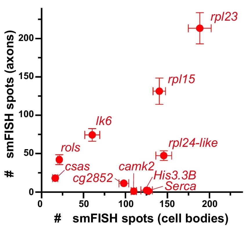 Open access visualization of Scatter Plot, Error Bars, smFISH Spots, MB Cell Bodies, Axons