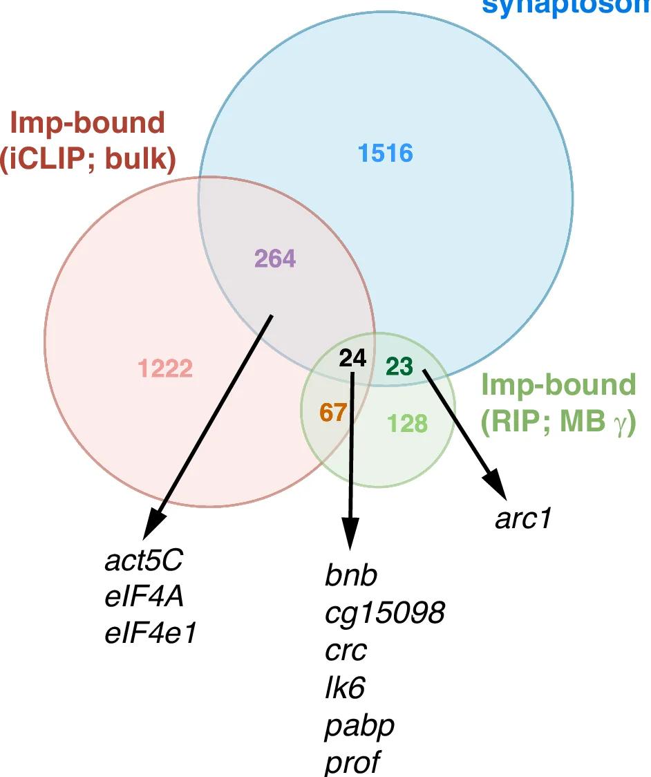Open access visualization of Venn Diagram, Imp iCLIP, Imp RIP, Synaptosome, mRNA