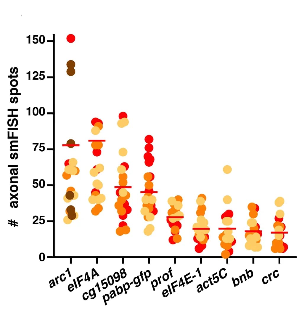 Open access visualization of Scatter Plot, smFISH, MB Axons, mRNA, GFP