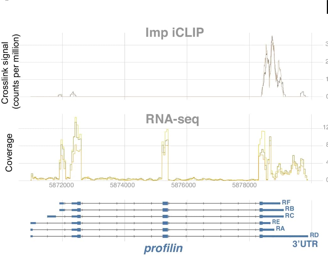 Open access visualization of Line Plot, Line Step, Illustration, Imp iCLIP, RNA-seq