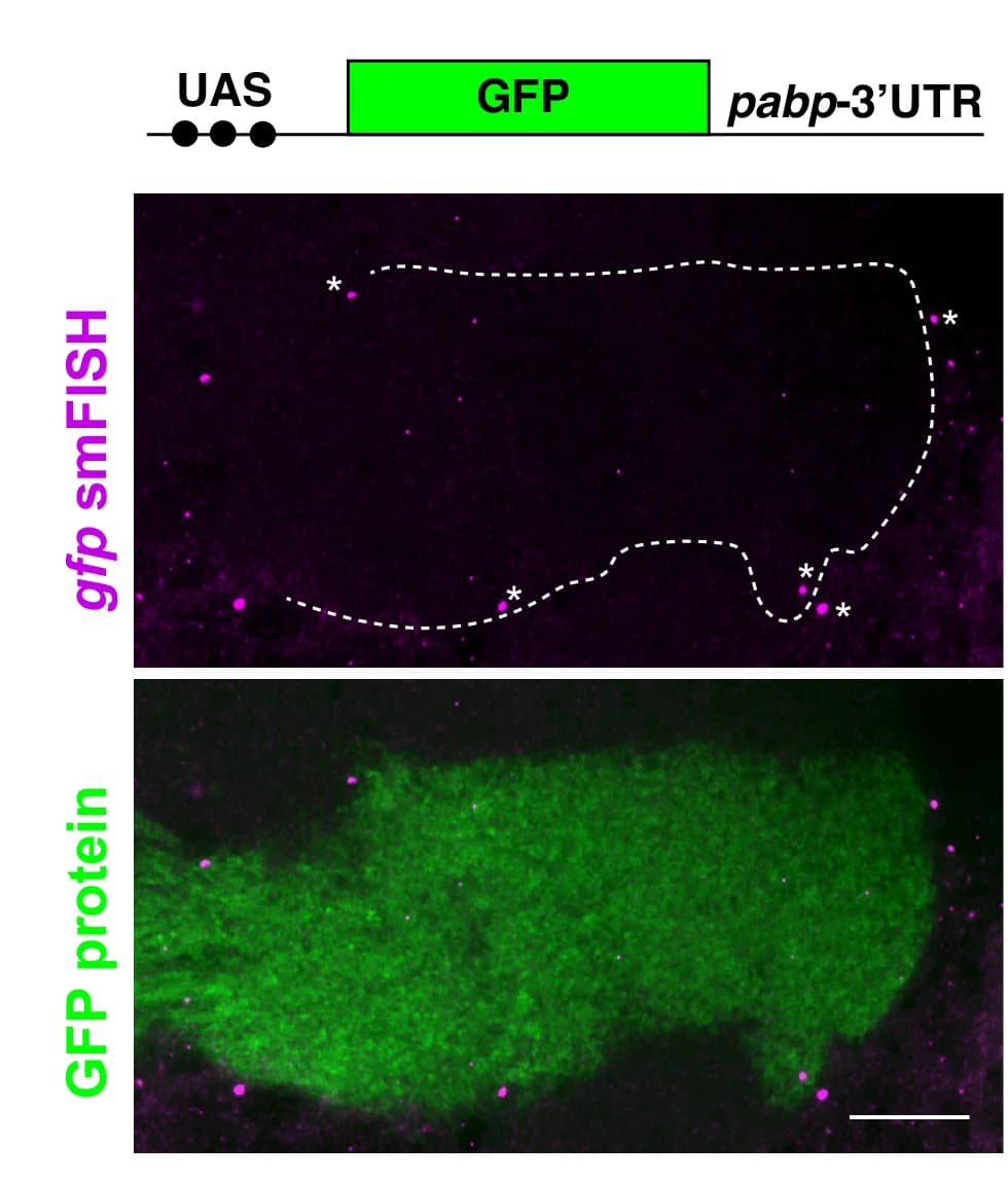 Open access visualization of Microscopy, mRNA Localization, gfp-pabp 3UTR Transcripts, smFISH Signal, GFP Protein