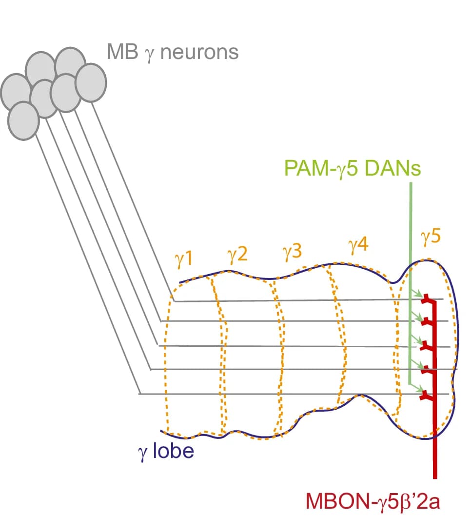 Open access visualization of Workflow, Illustration, MB Axonal Compartments, MB γ Neurons, Medial Lobe