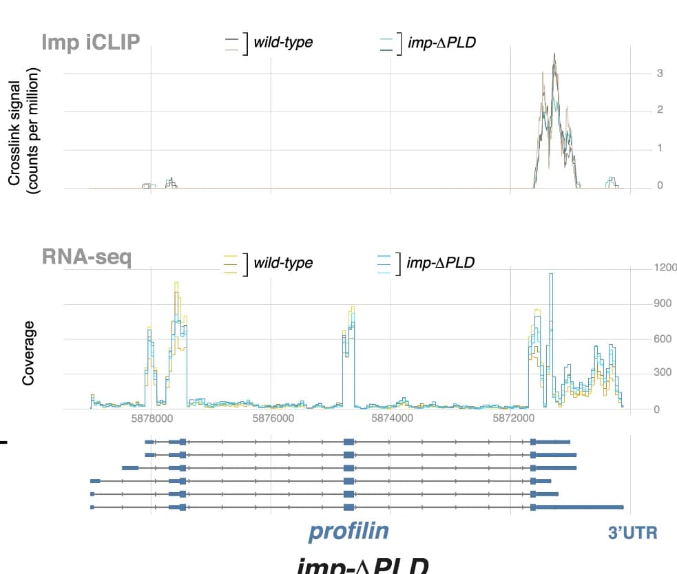 Open access visualization of Line Plot, Line Step, Imp Wild-Type, Imp-ΔPLD, iCLIP Signals