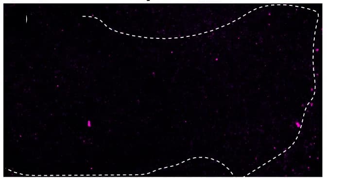 Open access visualization of Microscopy, Confocal Images, arc1 smFISH Signals, Control, Imp-ΔPLD