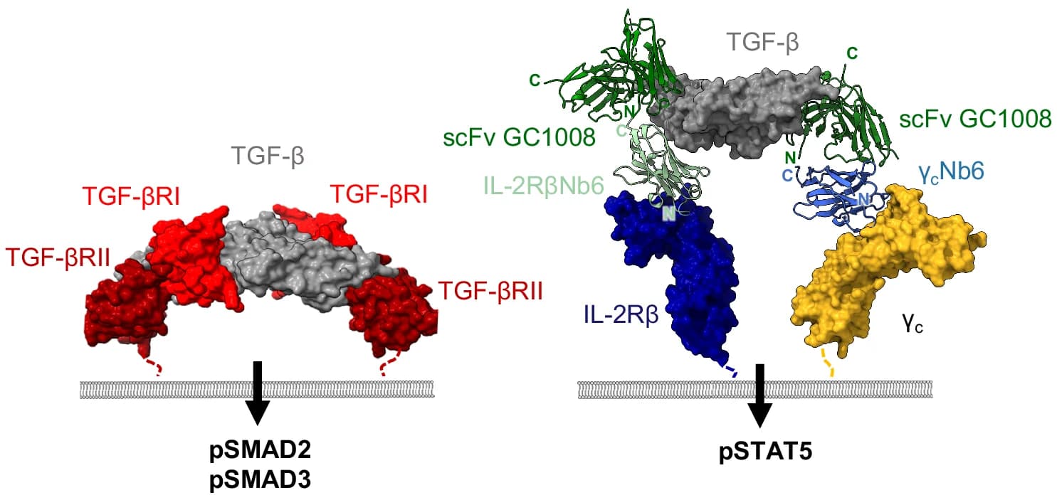Open access visualization of Protein Structure, TGF-β Signaling, TGF-βRI, TGF-βRII, Cytokine Adaptors