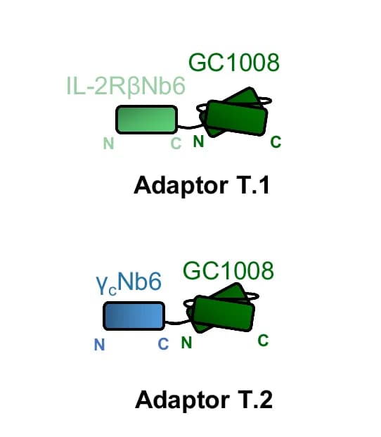 Open access visualization of Illustration, TGF-β Adaptor, Adaptor T.1, Adaptor T.2