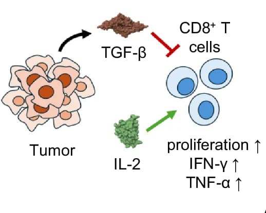 Open access visualization of Workflow, Illustration, TGF-β, IL-2, T Cell Proliferation