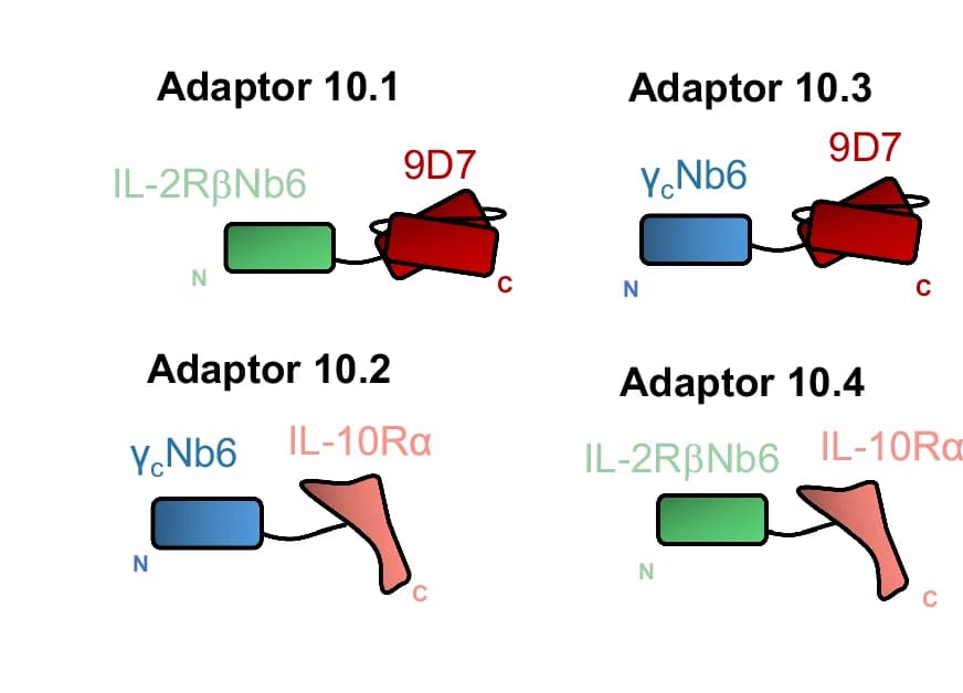 Open access visualization of Illustration, Adaptors, Cartoon Representation