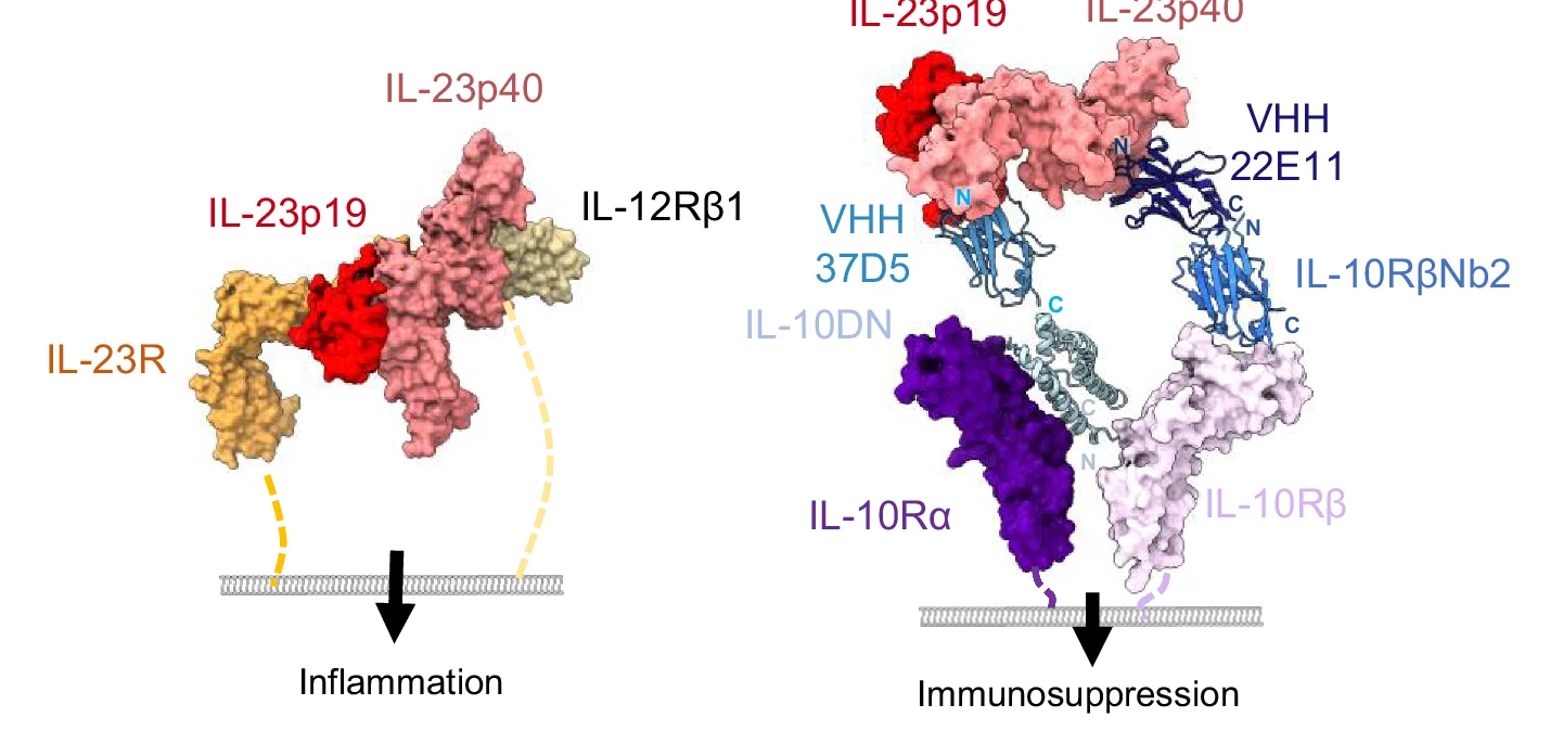 Open access visualization of Protein Structure, Illustration, IL-23, IL-10, Cytokine Adaptors