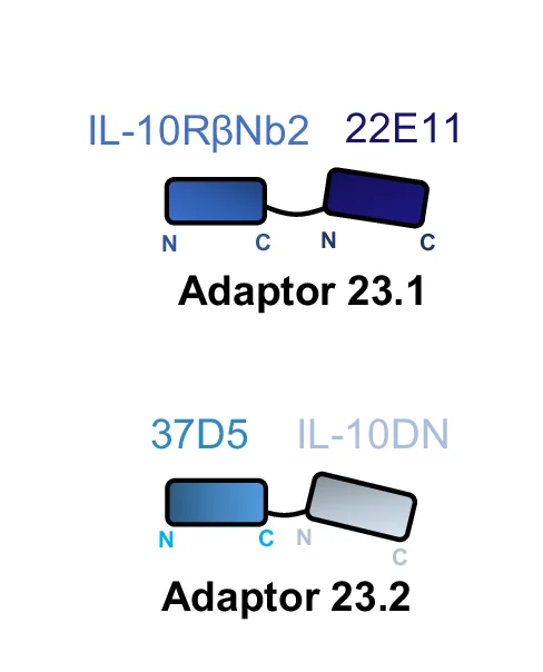 Open access visualization of Illustration, IL-23, IL-10, Cytokine Adaptor, Design