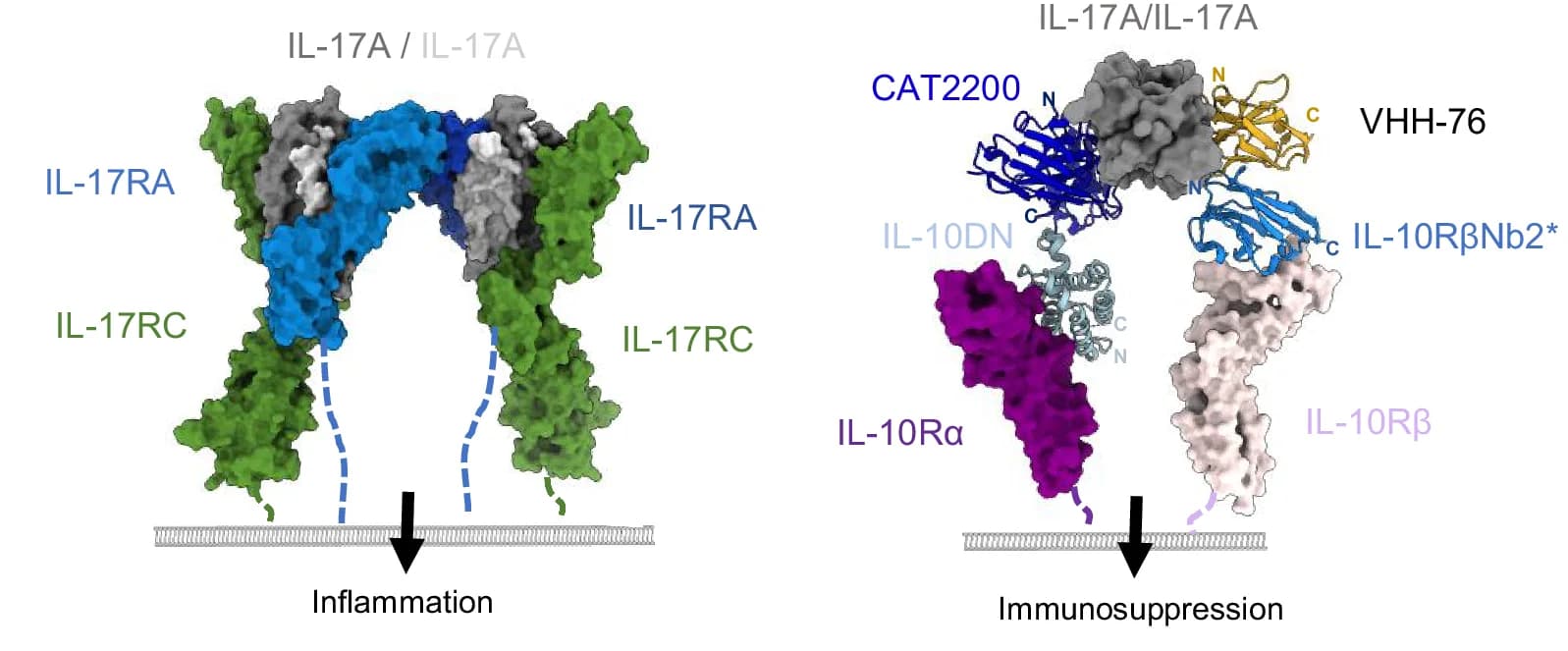 Open access visualization of Protein Structure, IL-17A Signaling, IL-17RA, IL-17RC, IL-17