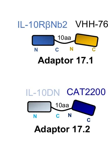 Open access visualization of Illustration, IL-17, IL-10, Cytokine Adaptor, Amino Acid