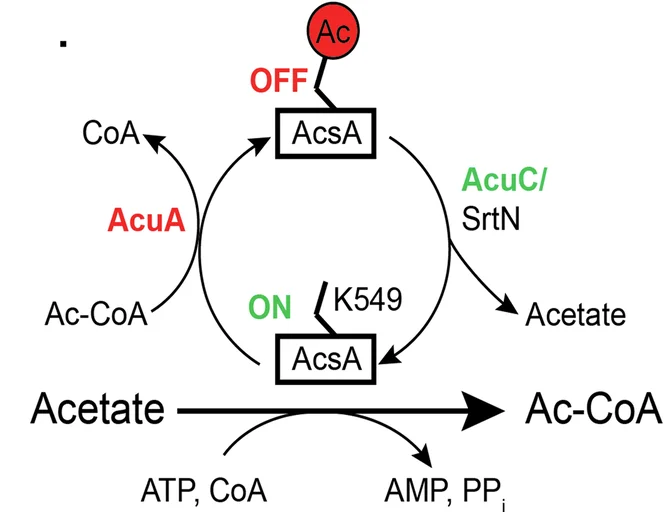 Open access visualization of Workflow, Flowchart, AcsA Activity, AcuA, AcuC