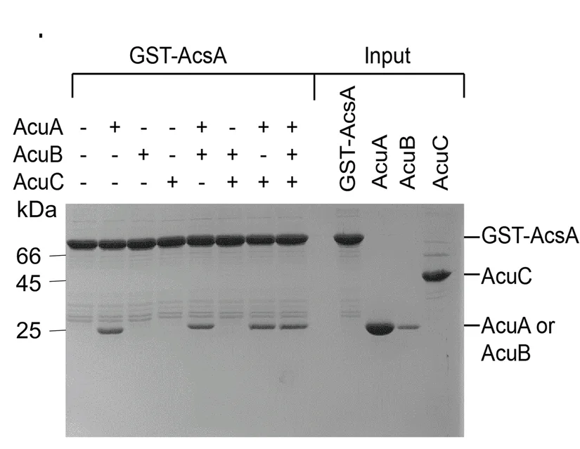 Open access visualization of Gel, Coomassie Staining, SDS-PAGE, GST-Pulldown Assay, GST-AcsA