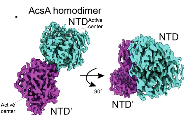 Open access visualization of Protein Structure, Density Map, AcsA Homodimer, N-Terminal Domain