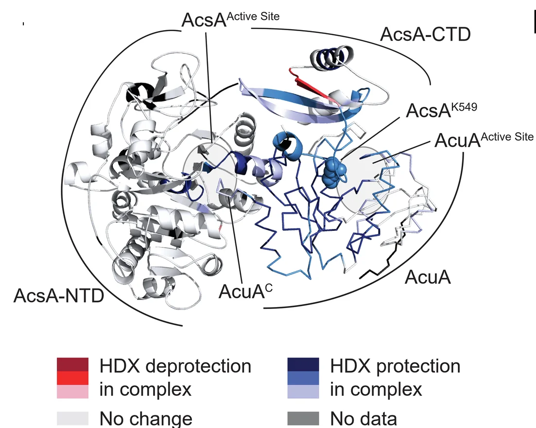 Open access visualization of Protein Structure, HDX, AcsA-AcuA Complex, Proteins