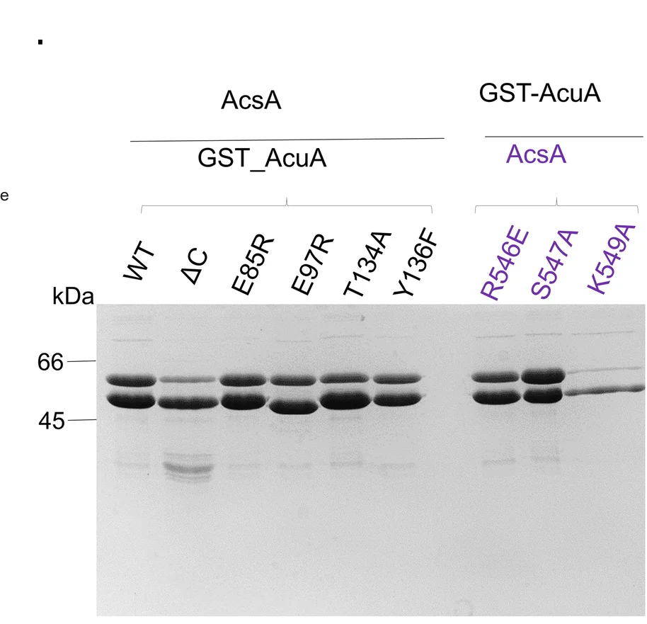 Open access visualization of Gel, Coomassie-Stained SDS-PAGE, Pulldown Experiments, AcsA, GST-AcuA Mutants