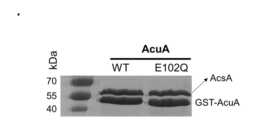 Open access visualization of Gel, Coomassie Stain, SDS-PAGE, GST-Pulldown, GST-AcuA