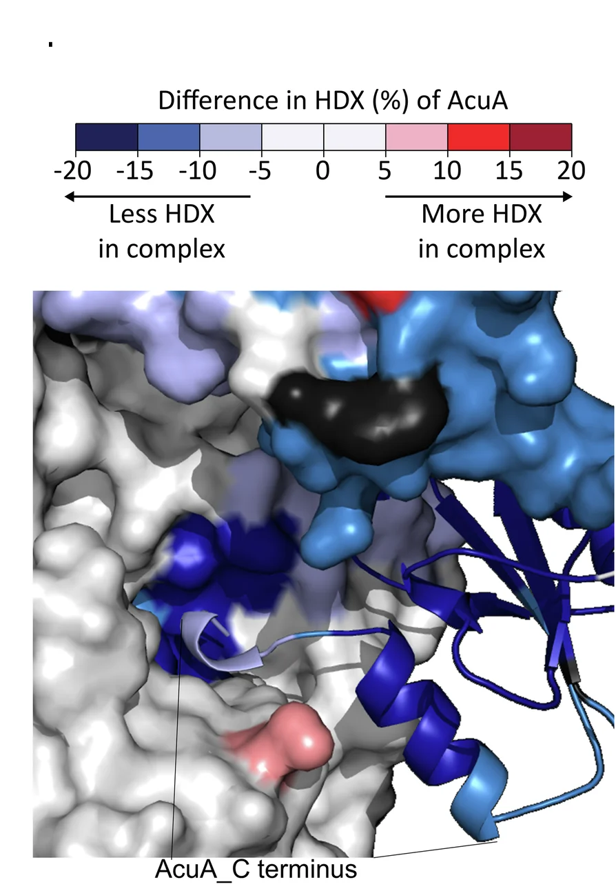 Open access visualization of Protein Structure, HDX, AcuA C-Terminus, AcuA-AcsA Complexes, AcuA