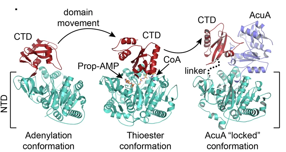 Open access visualization of Protein Structure, Ac-CoA, AcsA, NTD, CTD